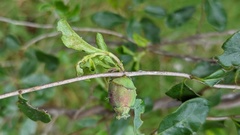 Lonicerae lonicera
