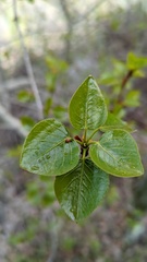 Pemphigus populicaulis