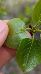 Pemphigus populicaulis