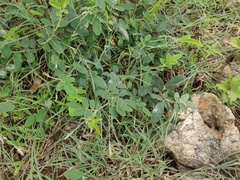 Tephrosia tinctoria