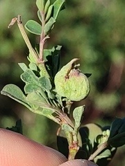 Dasineura coronillae