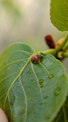 Pemphigus populicaulis