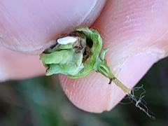 Dasineura coronillae