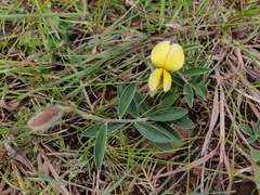 Crotalaria calycina