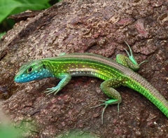 Cnemidophorus ruatanus