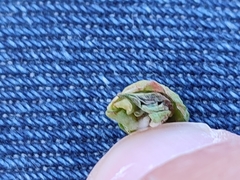 Dasineura coronillae