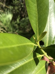 Myrsine cubana