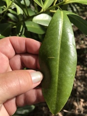 Myrsine cubana
