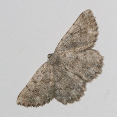Dicrognophos sartata