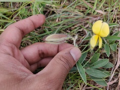 Crotalaria calycina