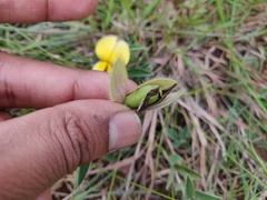 Crotalaria calycina