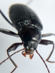 Plesiophthalmus