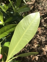 Myrsine cubana