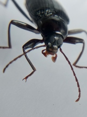 Plesiophthalmus