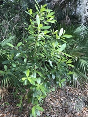 Myrsine cubana