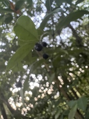 Faramea occidentalis