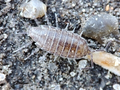 Halophiloscia