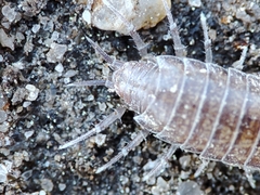 Halophiloscia