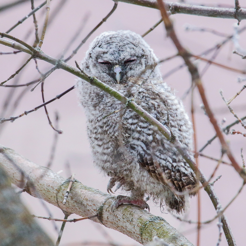Tawny Owl