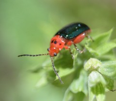 Kuschelina gibbitarsa