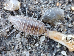 Halophiloscia