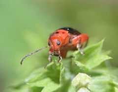 Kuschelina gibbitarsa