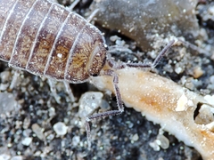Halophiloscia