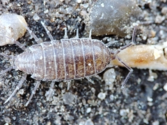 Halophiloscia