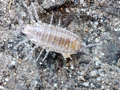 Halophiloscia