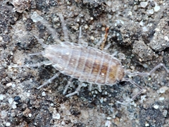Halophiloscia