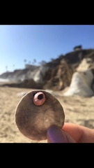 Paraconcavus pacificus