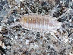 Halophiloscia