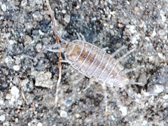 Halophiloscia
