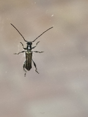 Callimus abdominalis