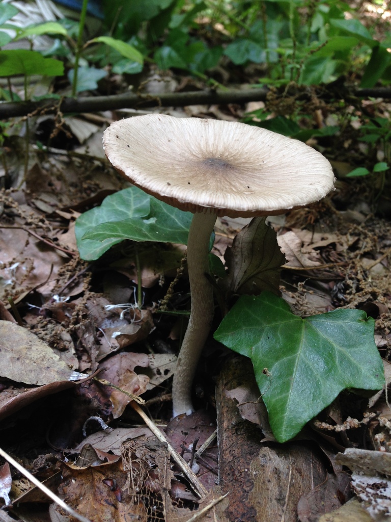 Coprinopsis cineraria · June 2014 · photo: © atsushi_nakajima_cirque (iNaturalist, cc-by)