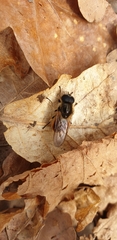Cheilosia grossa