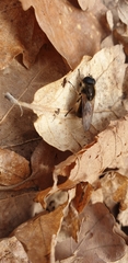 Cheilosia grossa