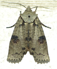 Lithophane querquera