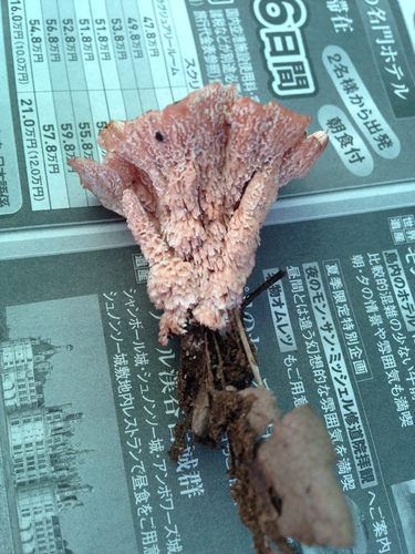 ニクウチワタケ
