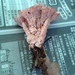 ニクウチワタケ