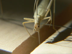 Oecanthus exclamationis