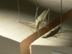 Oecanthus exclamationis