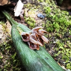 Acianthera chrysantha