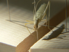 Oecanthus exclamationis