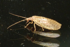 Micromus subanticus