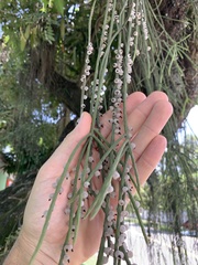Rhipsalis lindbergiana