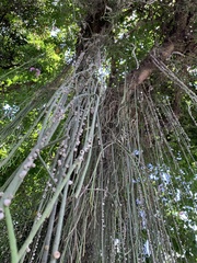 Rhipsalis lindbergiana