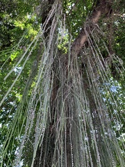 Rhipsalis lindbergiana