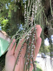 Rhipsalis lindbergiana