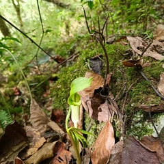 Arisaema macrospathum